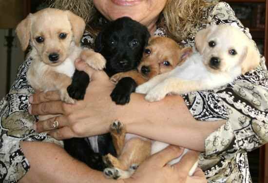 Pinny Poo Puppies Pictures